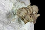 Bargain, Enrolled Cyphaspis Carrolli Trilobite - Oklahoma #104107-5